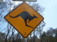 Yellow and black warning signs for Kangaroos are common in Australia.