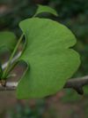 A closeup of a Ginkgo leaf