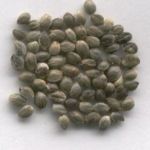 Cannabis seeds