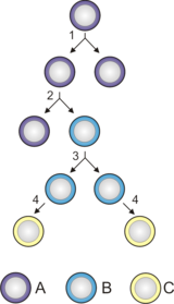 Stem cell division and differentiation. A - stem cell; B - progenitor cell; C - differentiated cell; 1 - symmetric stem cell division; 2 - asymmetric stem cell division; 3 - progenitor division; 4 - terminal differentiation