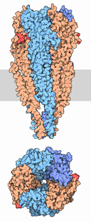 Acethylcholine receptor (nicotinic) from electric torpedo rays (very similar to human receptor) is made of 5 subunit, 2 of which (shown in orange) binds to ACh (red) (PDB code: 2bg9) (more details...)