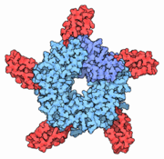 Acethylcholine receptor blocked by cobra venom (PDB code: 1yi5). A similar effect can be achieved by high doses of curare or nicotine (more details...)