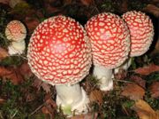 A. muscaria showing various growth stages.