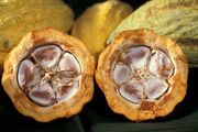 Cocoa is the prime ingredient of Chocolate, which is the source of some polyphenol antioxidants, even though type and dosage are under study.