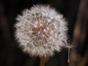 A dandelion clock.