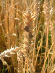 Ergot on wheat spikes