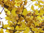 Ginkgo mature seeds and autumn leaf colour