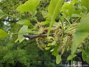 Ginkgo pollen cones