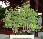 Ginkgo as penjing in the Montreal Botanical Garden