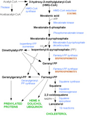 HMG-CoA reductase pathway