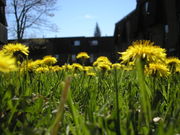 Eye level view of dandelions