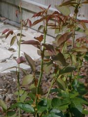 Juvenile anthocyanin in new rose growth. The reddish hue disappears as the new leaves mature.