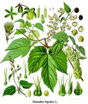 19th century illustration of a hop plant