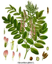 Glycyrrhiza glabra from Koehler's Medicinal-Plants