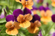 Anthocyanin gives these pansies their dark purple pigmentation.