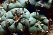 Some little peyote, in cultivation.