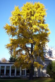 Ginkgo tree in autumn