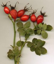 Rose hips are a particularly rich source of vitamin C