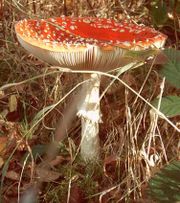 Amanita muscaria growing in autumn Scottish woodland