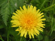 A flowering dandelion.