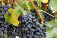 Grapes contain certain polyphenol antioxidant compounds.