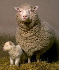 Dolly and her first-born lamb, Bonnie