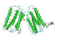 The 3D structure of human IFN-β