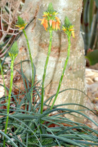 Aloe vossii