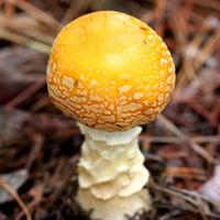 Amanita muscaria americana has a yellow cap surfaceMiddlesex Fells, Massachusetts