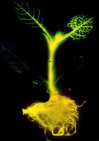 An iconic image of genetic engineering; this "autoluminograph" from 1986 of a glowing transgenic tobacco plant bearing the luciferase gene of the firefly, illustrating the possibilities of genetic engineering.