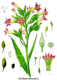 Nicotiana tabacum