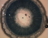 Flax stem cross-section, showing locations of underlying tissues. Ep = epidermis; C = cortex; BF = bast fibres; P = phloem; X = xylem; Pi = pith