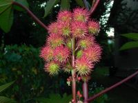 Castor Bean (Ricinus communis)