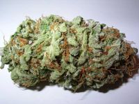 A dried flowered bud of the Cannabis sativa plant, in this case, Sweet Tooth #3, a fourth generation, third backcross to Sweet Pink Grapefruit mother