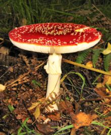 Amanita muscaria,near Tyndrum, Scotland