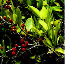 Leaves and berries