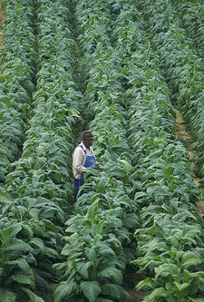 Tobacco plants