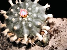 Peyote cactus plant in natural state.