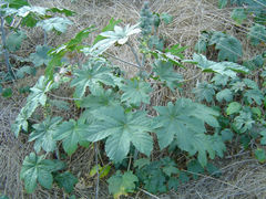 Castor bean in disturbed area