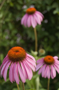 Echinacea purpurea