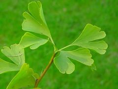 Ginkgo leaf