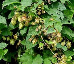 Common Hop plant (Humulus lupulus)