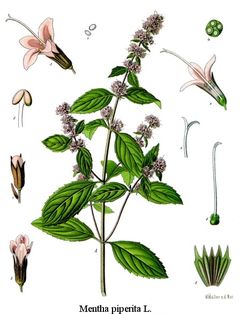 Peppermint (Mentha x piperita)