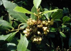 Bay Laurel (Laurus nobilis) flowers and leaves