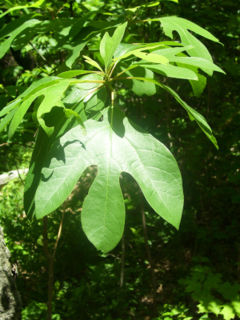 Sassafras albidum, Wanaque, New Jersey