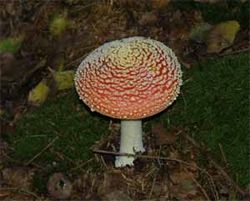 Amanita muscaria (Agaricaceae)