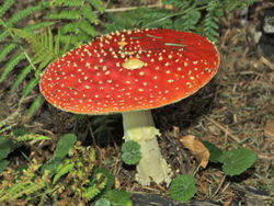 A mushroom of the Amanita muscaria variety, colloquially known as Fly Agaric. A quizzical strain, it has been known to cause delirious effects when taken in high doses.