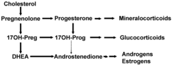 Progesterone is important for aldosterone (mineralocorticoid) synthesis, as 17-hydroxyprogesterone is for cortisol (glucocorticoid), and androstenedione for sex steroids.