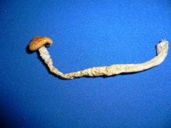 A single dried mushroom of one of the common Psilocybe cubensis variety. When bruised, it will often turn a bluish or purplish color; however, this does not mean a foolproof identification for psychoactivity.