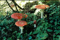 Group of Amanita muscaria, Westerholter Wald, Gelsenkirchen, Germany.